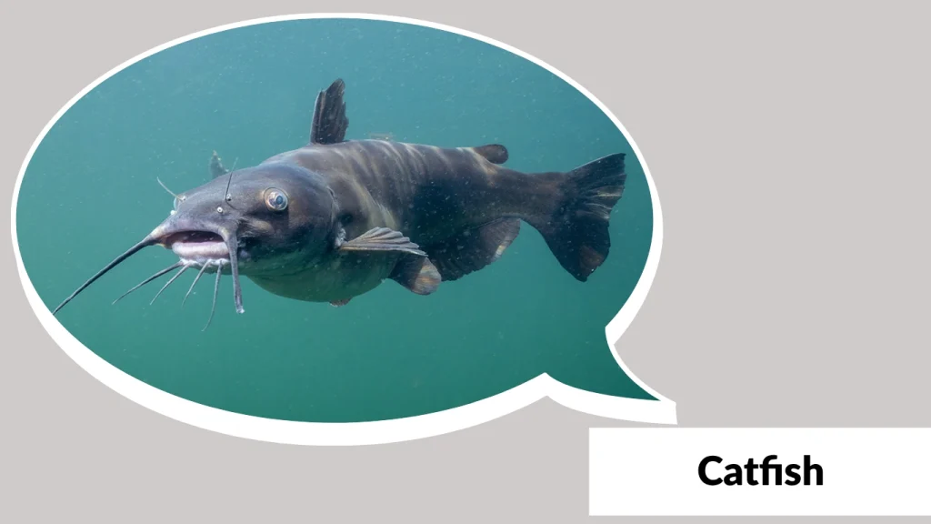 Catfish