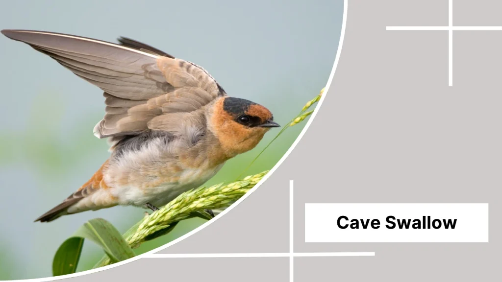 Cave Swallow