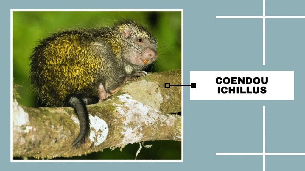 Central American Hairy Dwarf Porcupine (Coendou ichillus)