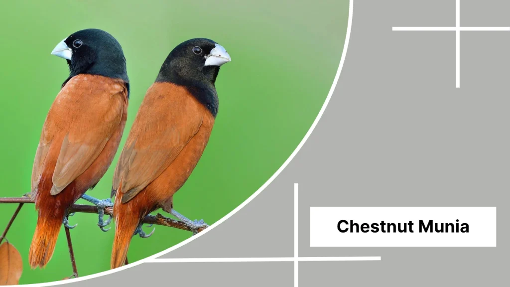 Chestnut Munia
