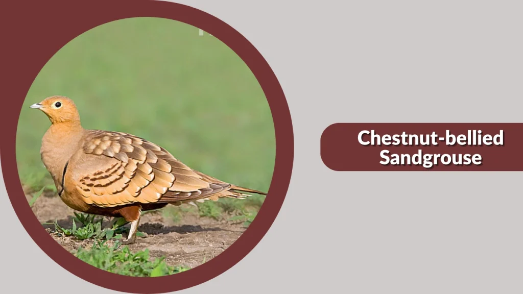 Chestnut-bellied Sandgrouse