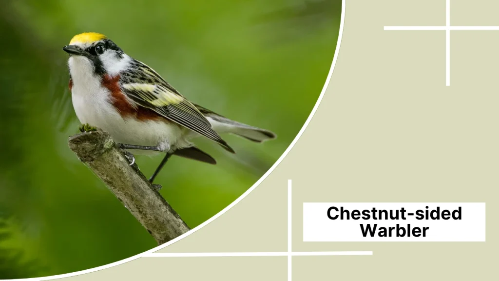 Chestnut-sided Warbler
