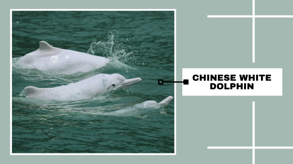 Chinese White Dolphin (a subspecies of Indo-Pacific Humpback Dolphin)