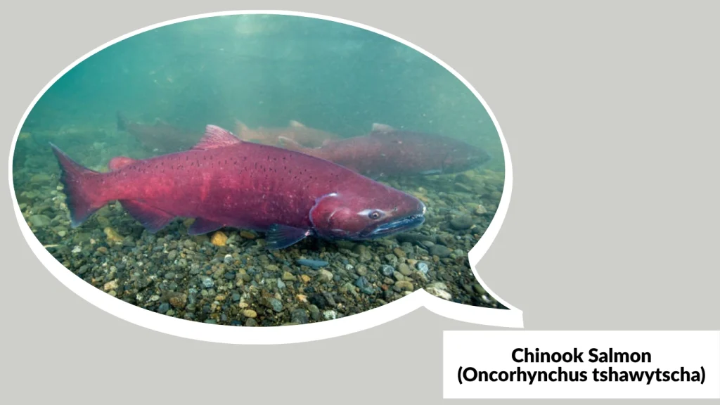 Chinook Salmon (Oncorhynchus tshawytscha)