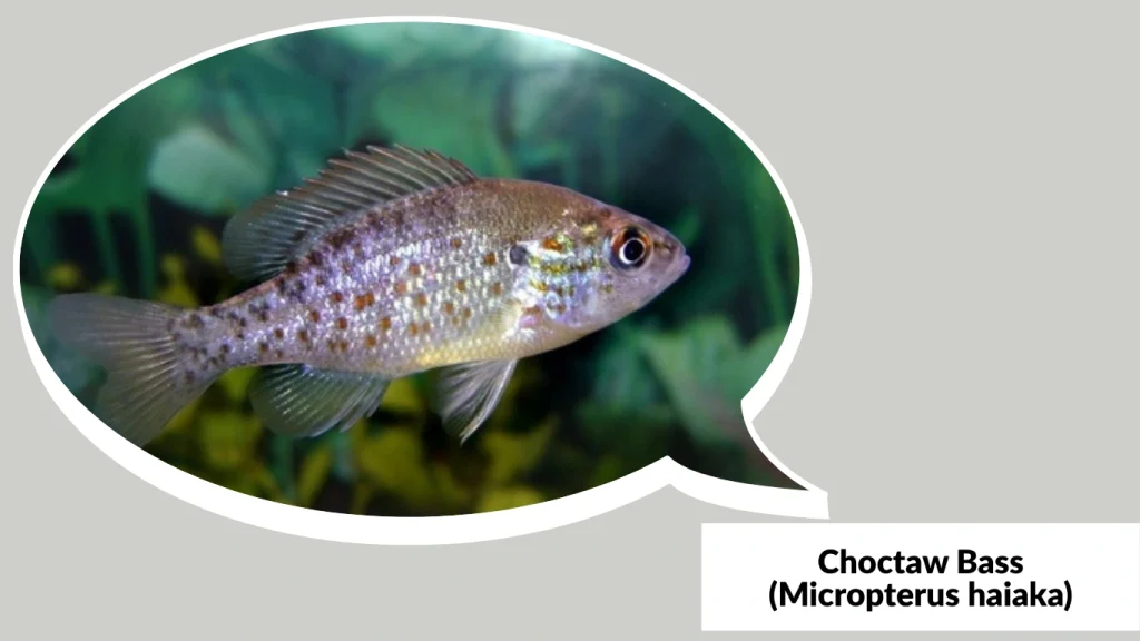 Choctaw Bass (Micropterus haiaka)