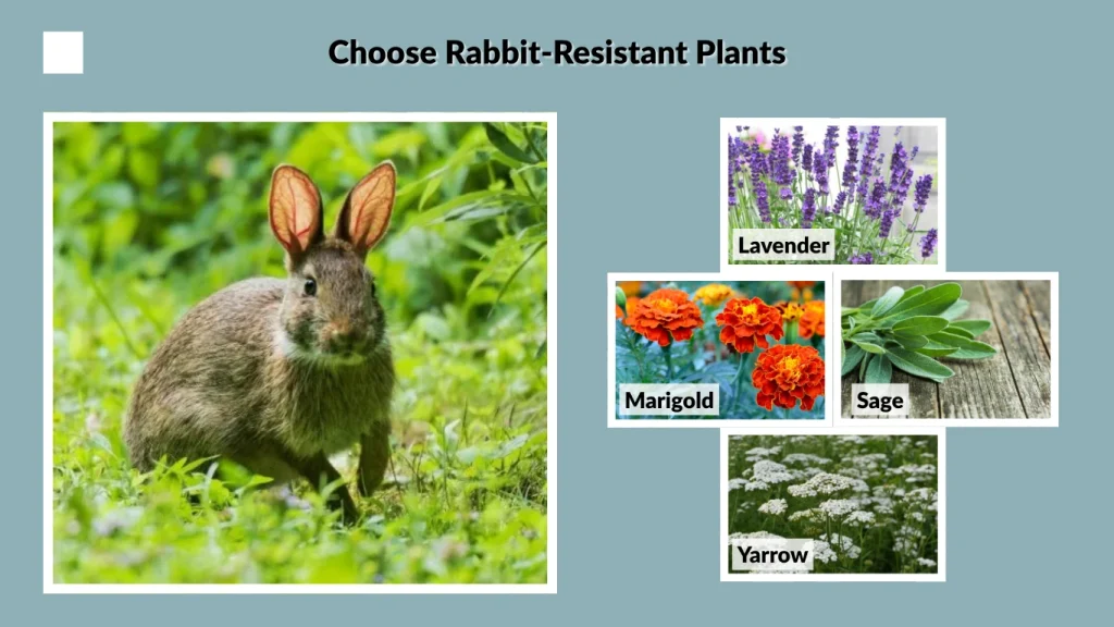 Choose Rabbit-Resistant Plants