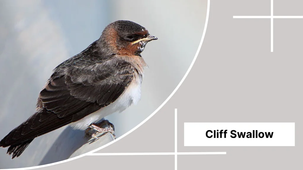 Cliff Swallow