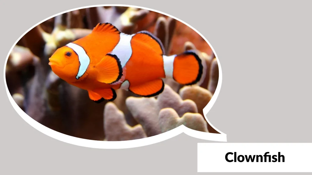 Clownfish