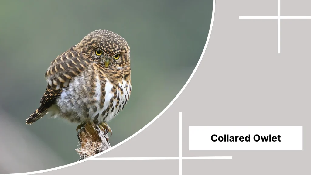 Collared Owlet