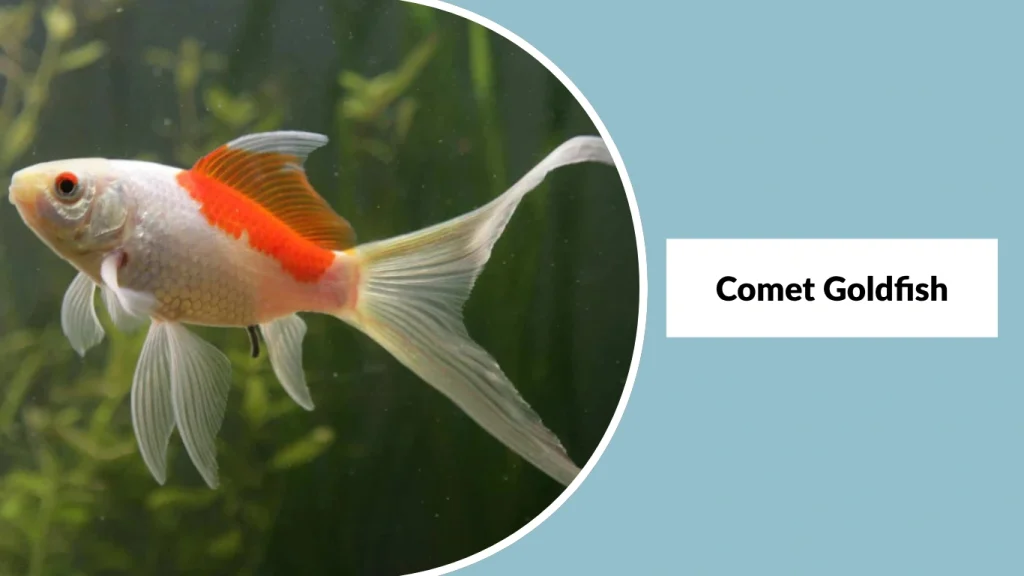 Comet Goldfish
