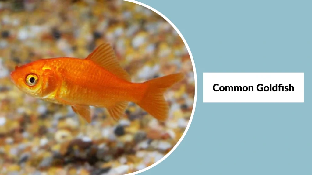 Common Goldfish