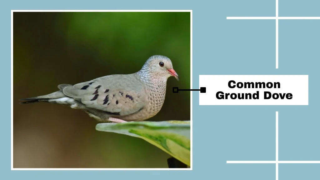 Common Ground Dove