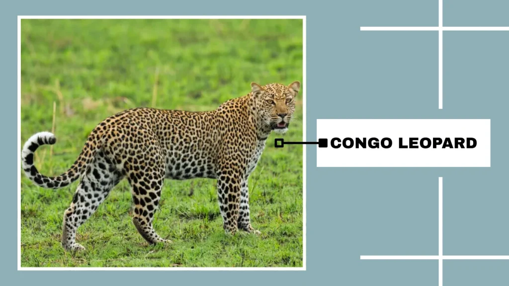 Congo Leopard (Panthera pardus iturensis)