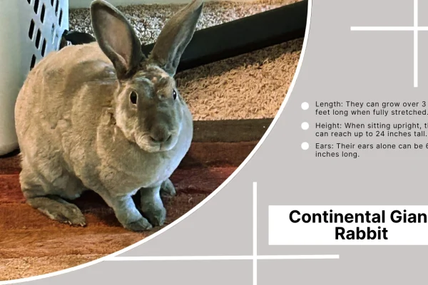 Continental Giant Rabbit Size, Adoption, and Care
