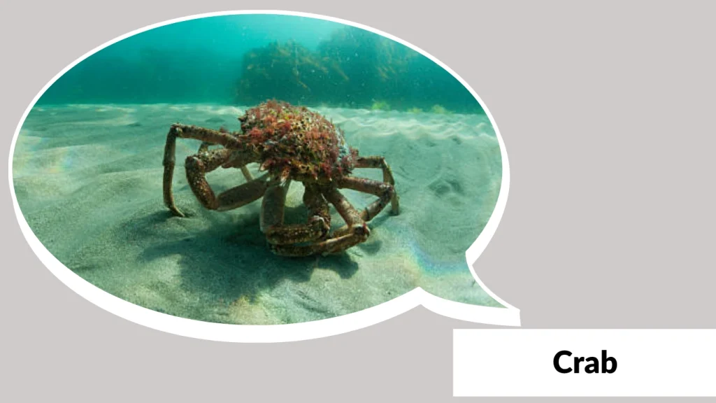 Crab