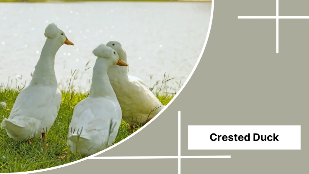 Crested Duck