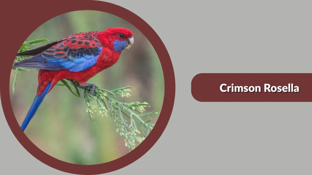 Crimson Rosella