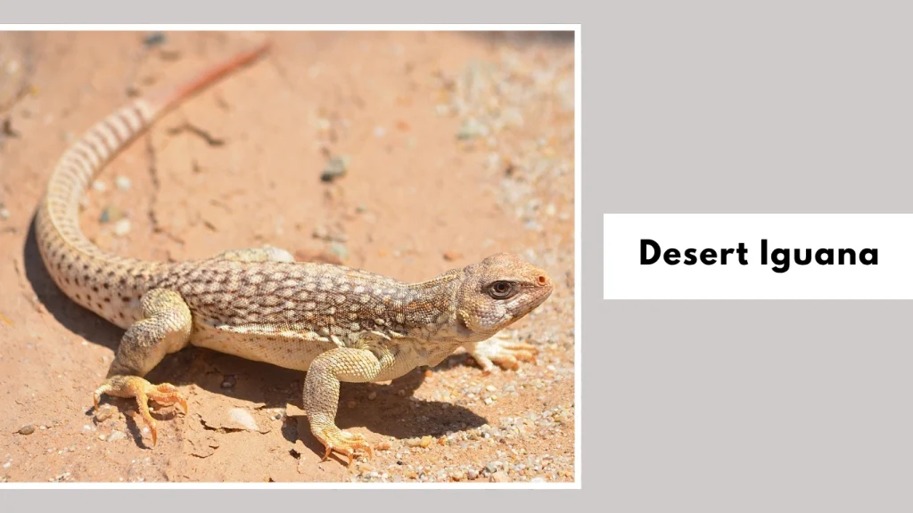 Desert Iguana