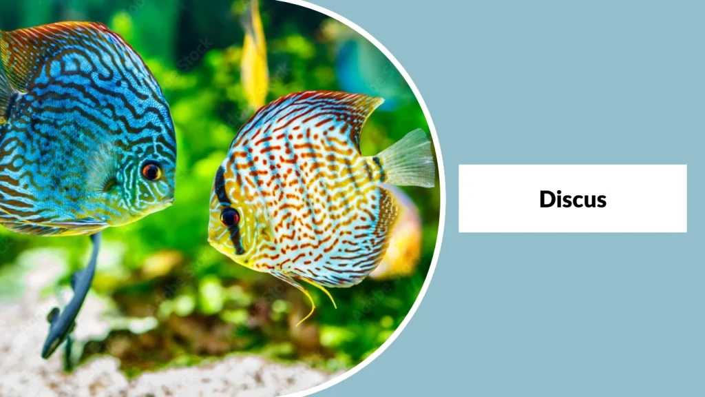 Discus