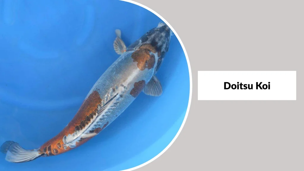 Doitsu Koi