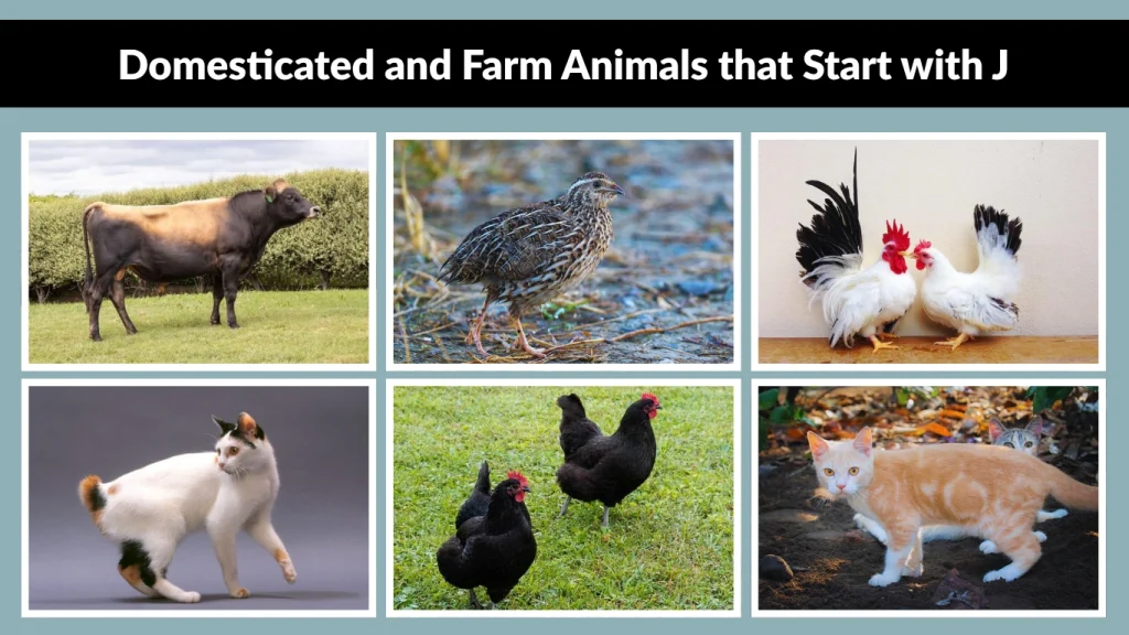 Domesticated and Farm Animals that Start with J