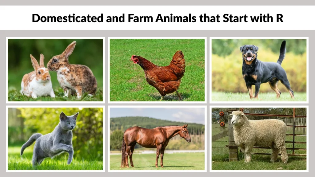 Domesticated and Farm Animals that Start with R