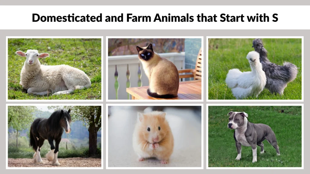Domesticated and Farm Animals that Start with S