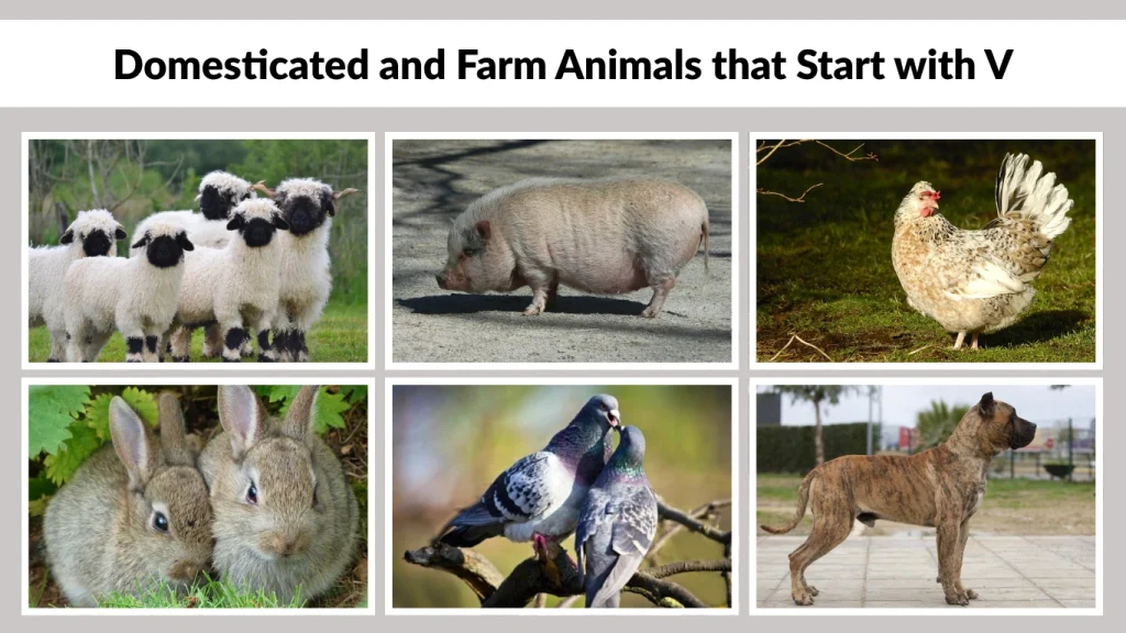 Domesticated and Farm Animals that Start with V