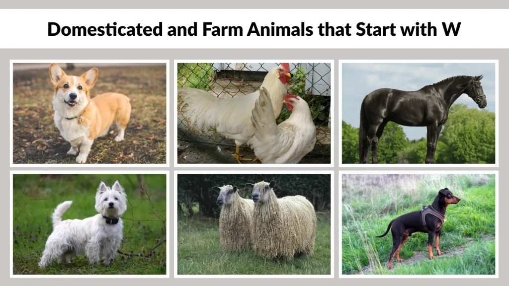 Domesticated and Farm Animals that Start with W