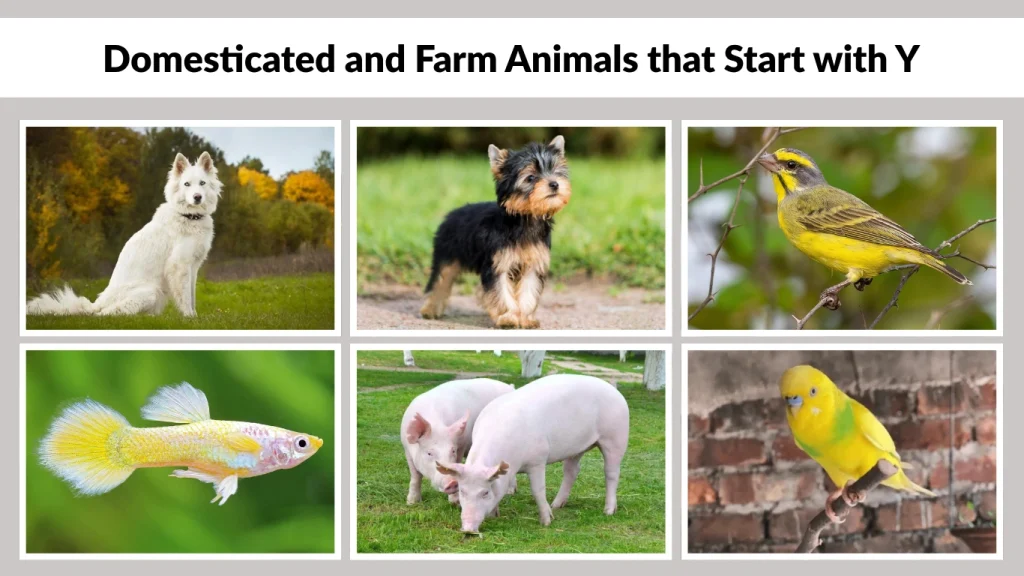 Domesticated and Farm Animals that Start with Y