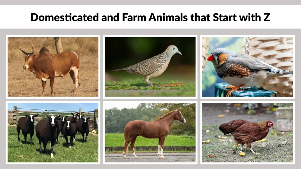 Domesticated and Farm Animals that Start with Z