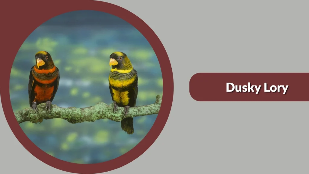Dusky Lory