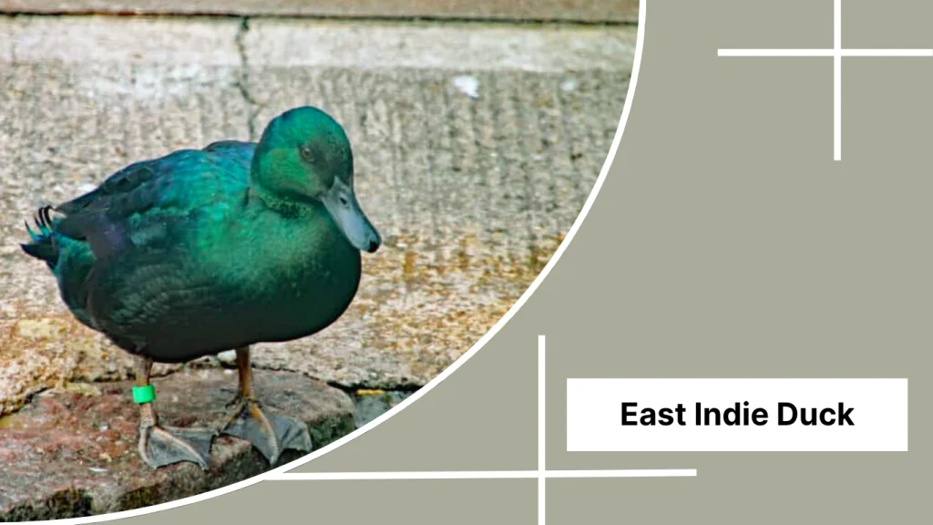 East Indie Duck