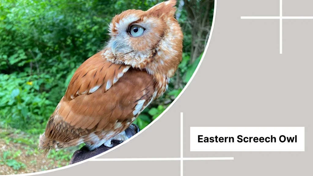 Eastern Screech Owl