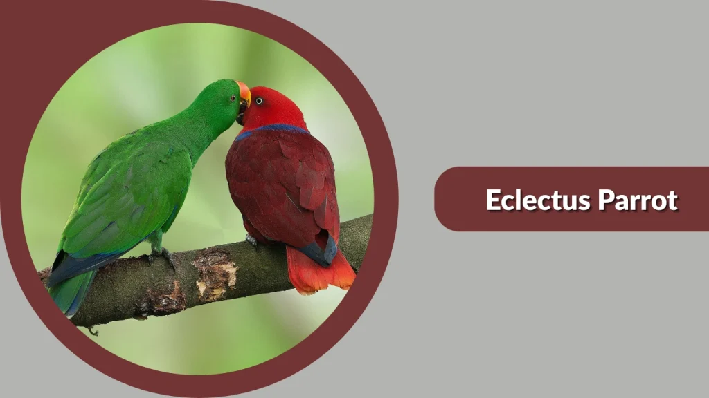 Eclectus Parrot