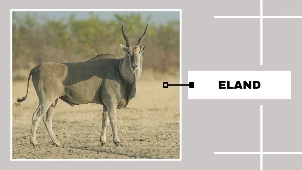 Eland (Taurotragus oryx)