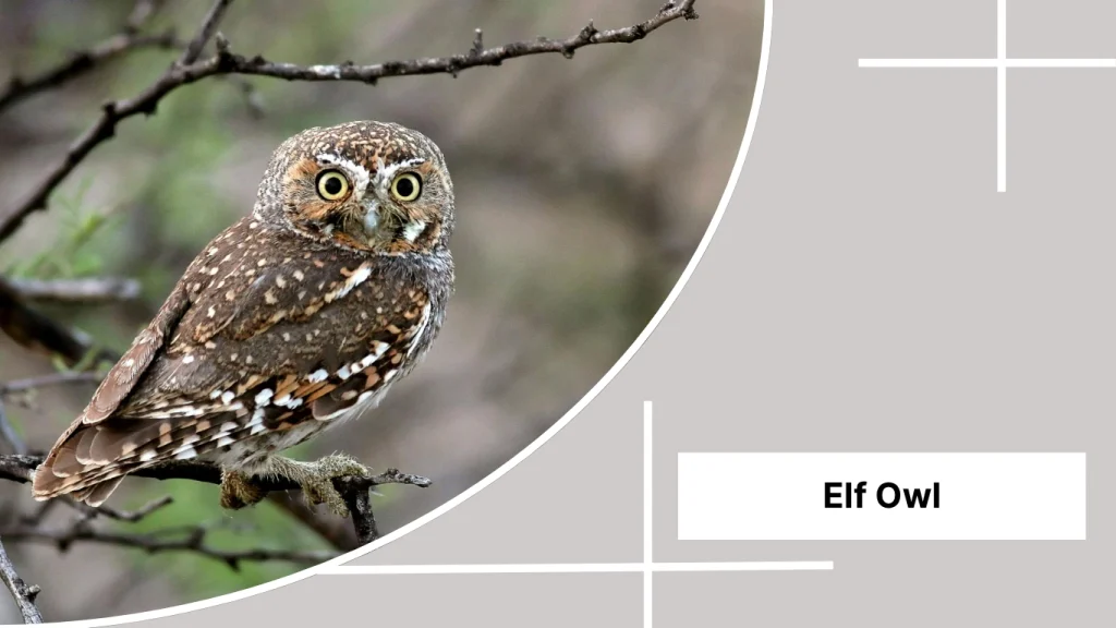 Elf Owl