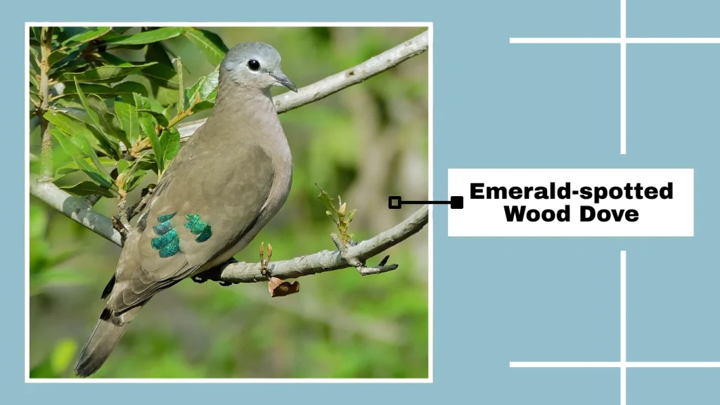 Emerald-spotted Wood Dove