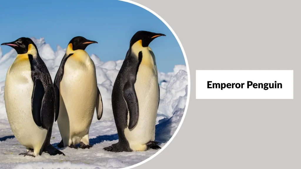 Emperor Penguin