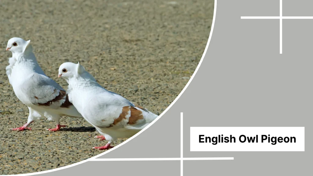 English Owl Pigeon