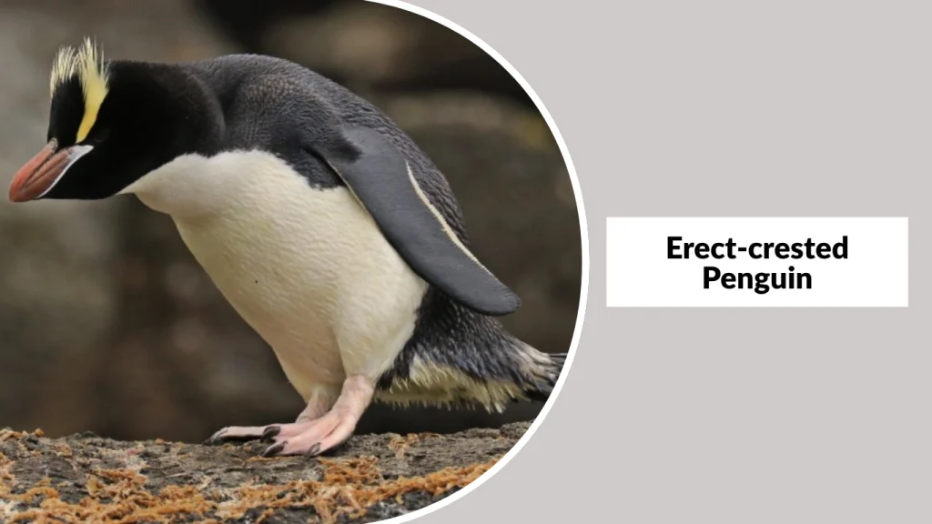 Erect-crested Penguin