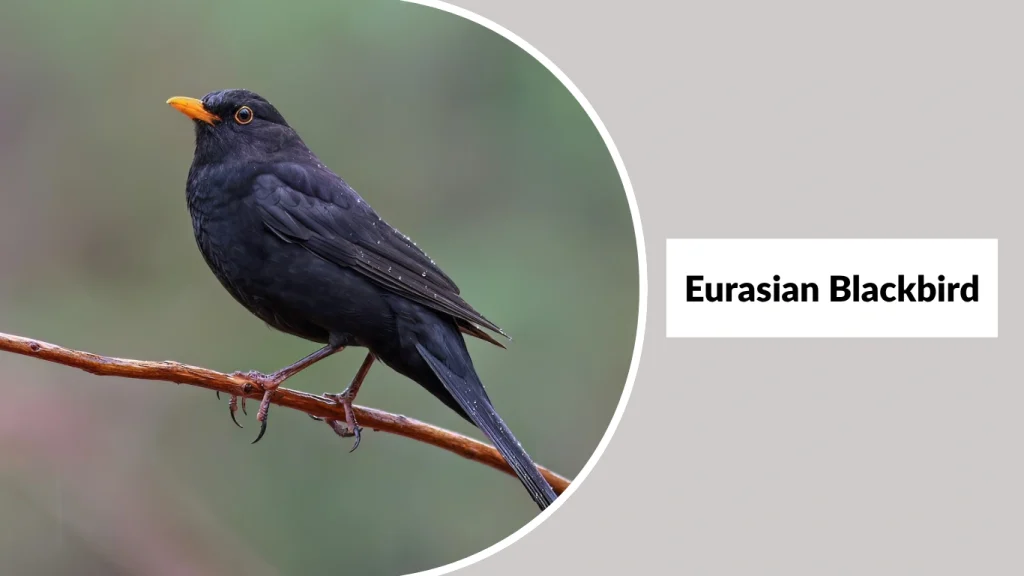 Eurasian Blackbird