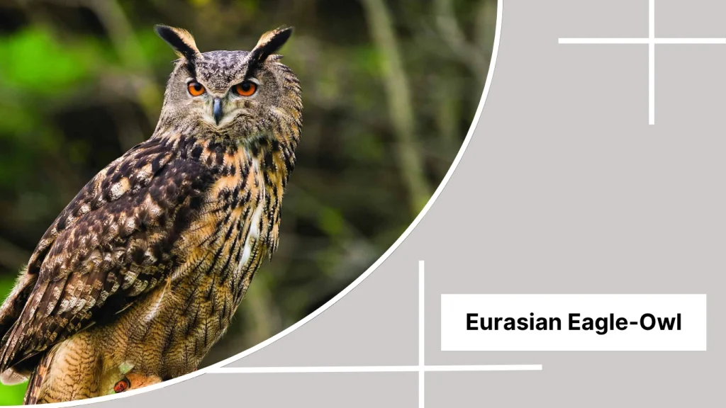 Eurasian Eagle-Owl