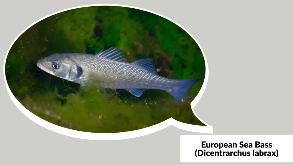 European Sea Bass (Dicentrarchus labrax)