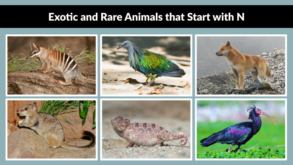 Exotic and Rare Animals that Start with N