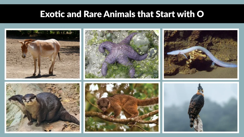 Exotic and Rare Animals that Start with O