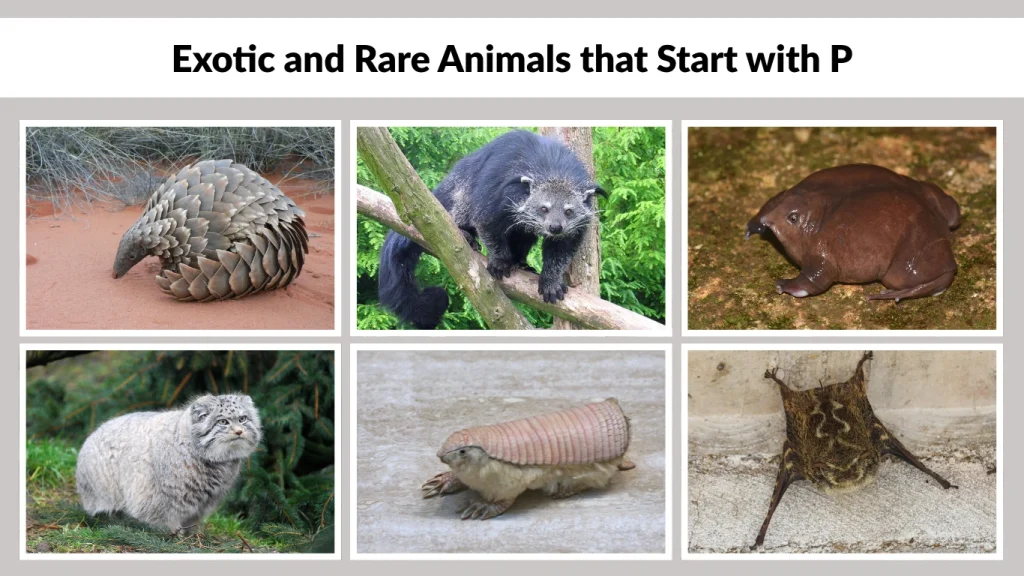 Exotic and Rare Animals that Start with P