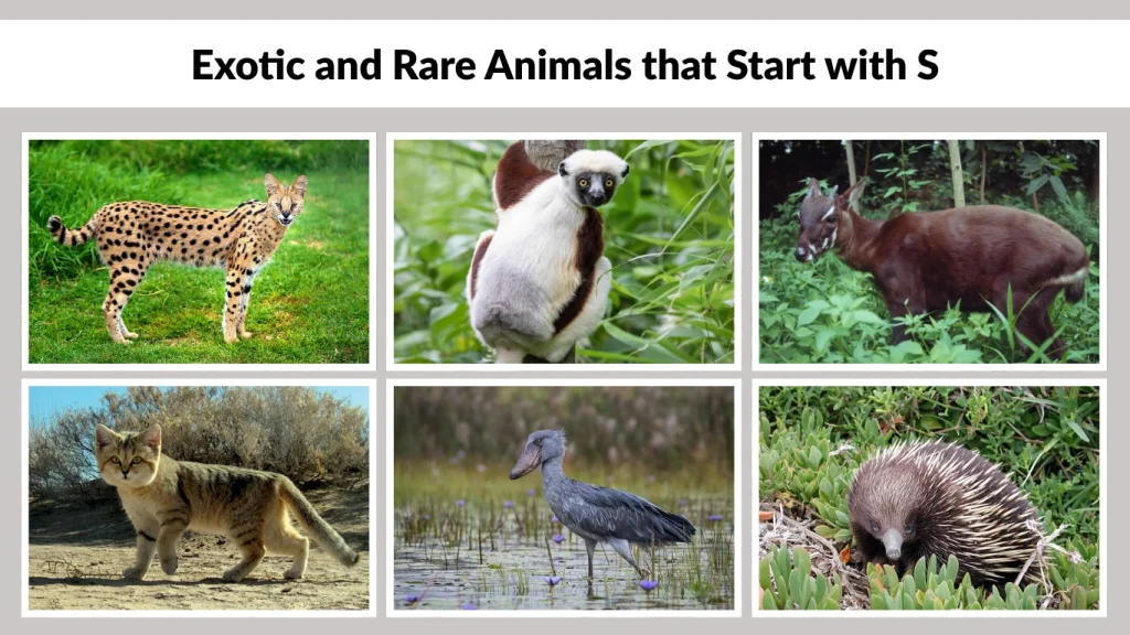 Exotic and Rare Animals that Start with S