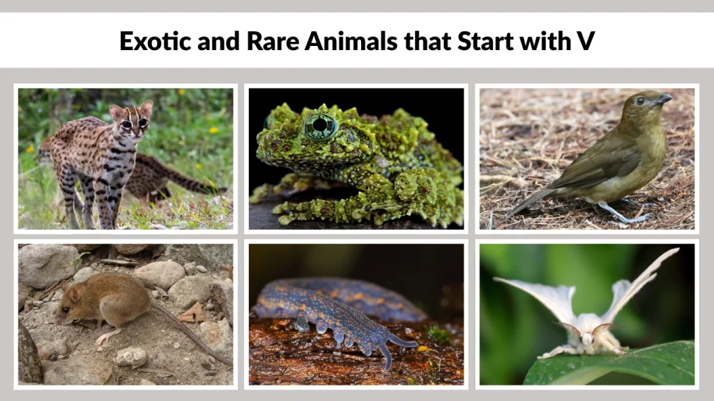 Exotic and Rare Animals that Start with V