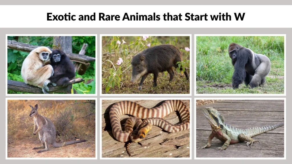 Exotic and Rare Animals that Start with W